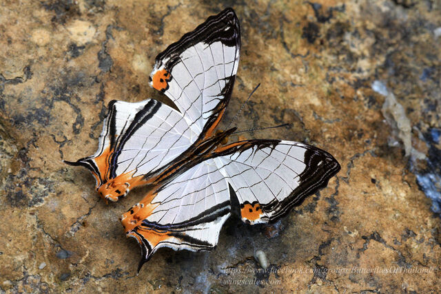 Cyrestis nivea nivalis