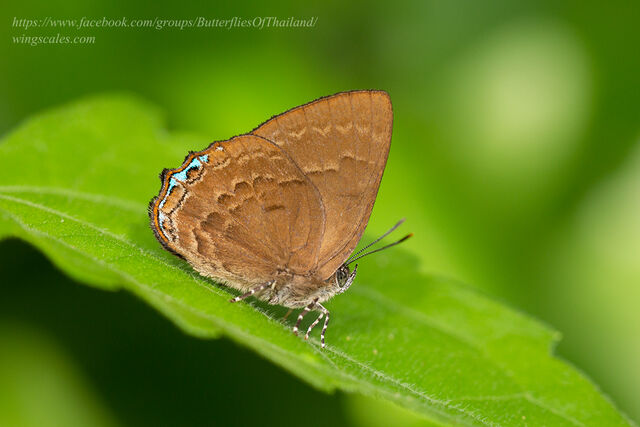 Simiskina pharyge deolina