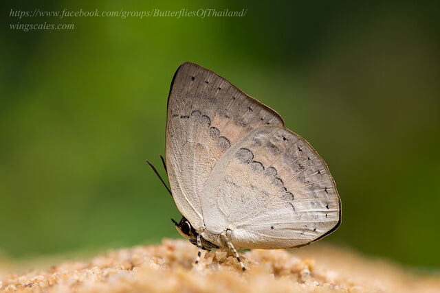 Curetis tagalica jopa