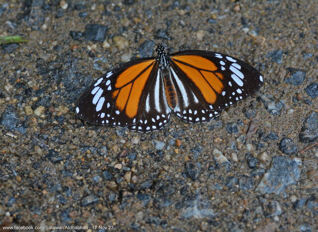 Danaus melanippus hegesippus