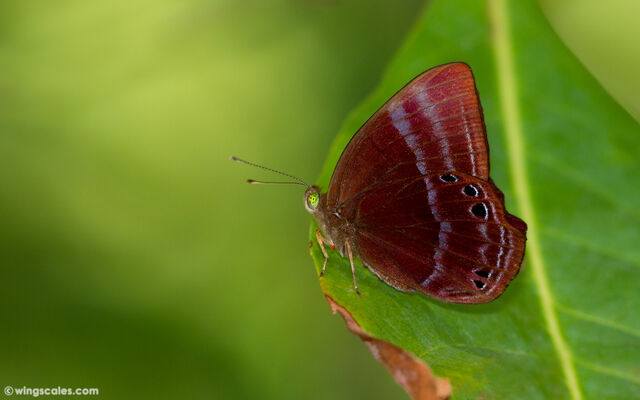 Abisara saturata kausambioides