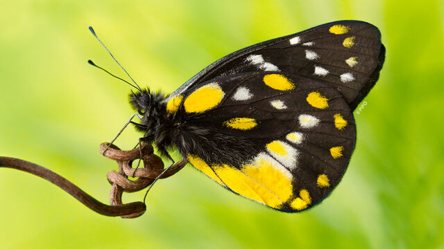 Delias belladonna hedybia