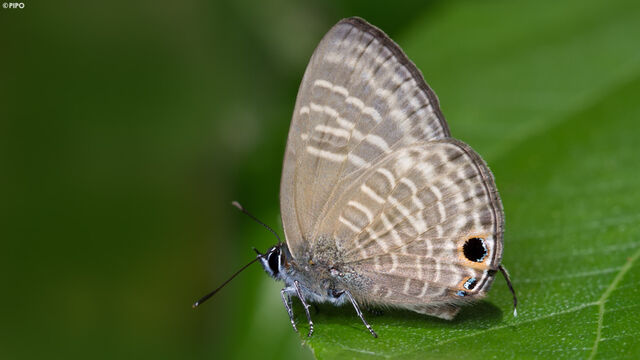 Nacaduba pactolus continentalis