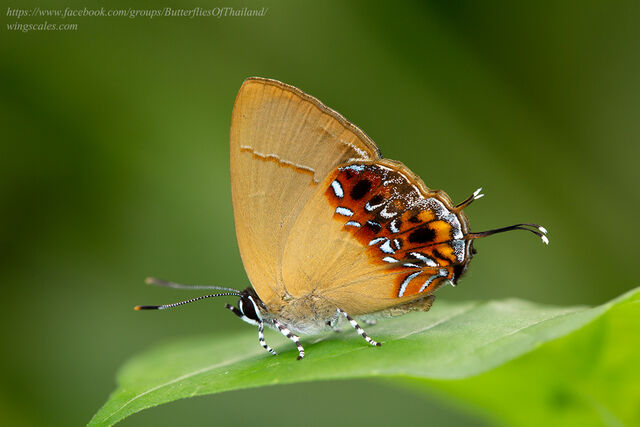 Semanga superba deliciosa
