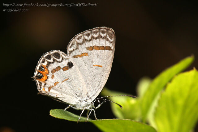 Shijimia potanini glycon