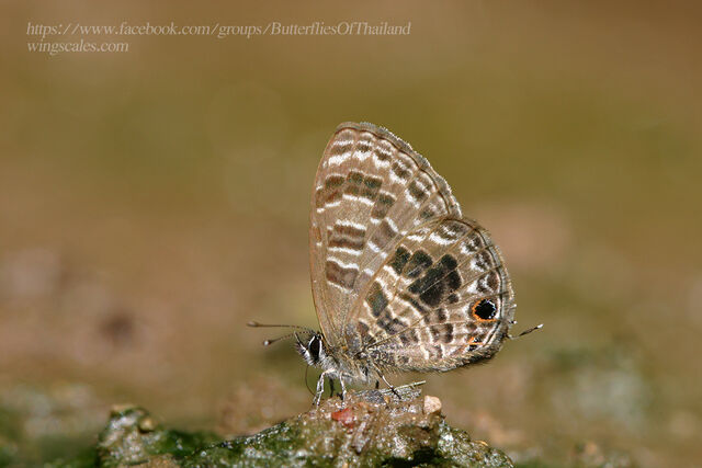 Prosotas aluta coelestis