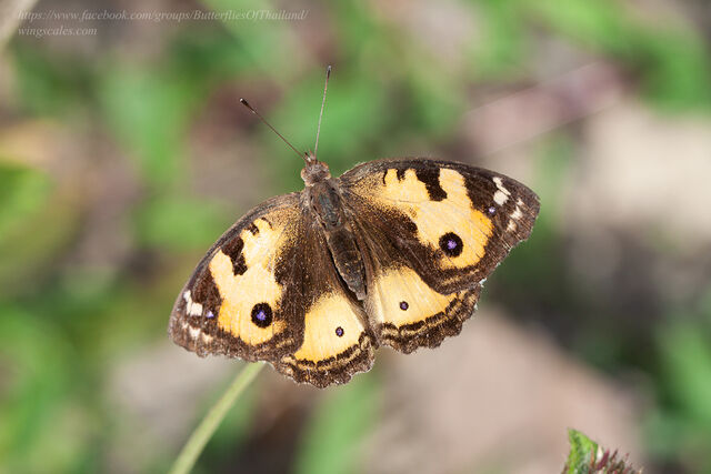 Junonia hierta hierta