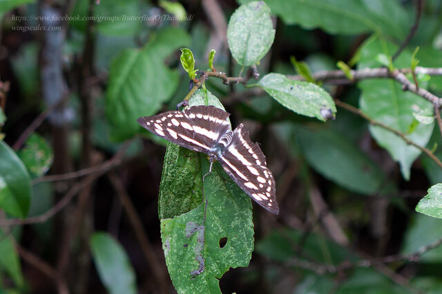 Mimathyma chevana chevana
