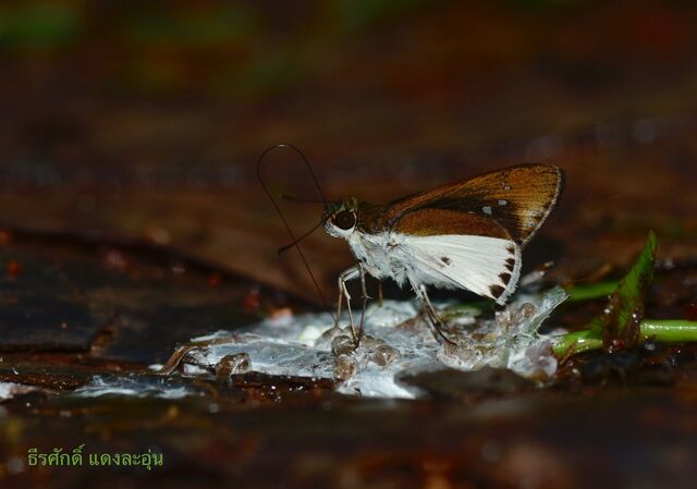 Iton semamora semamora