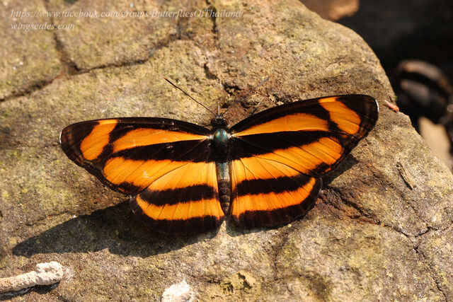 Lasippa viraja viraja