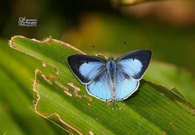 Hypolycaena kina kina