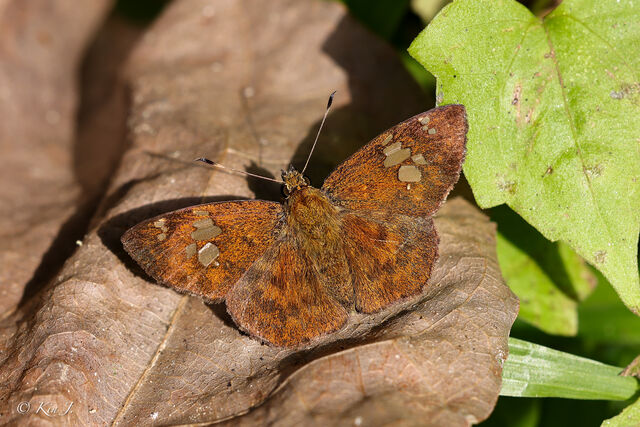 Pseudocoladenia fabia