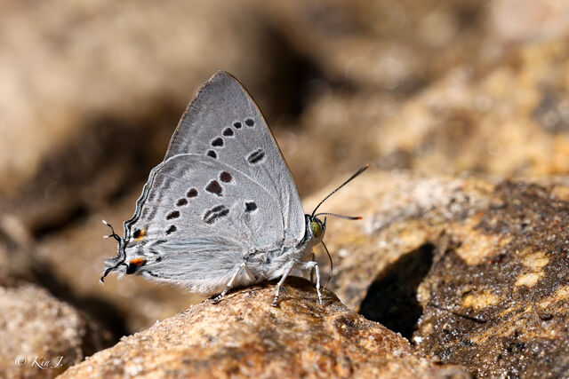 Ancema ctesia ctesia