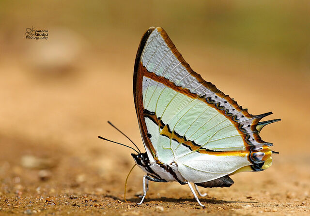 Polyura dolon grandis