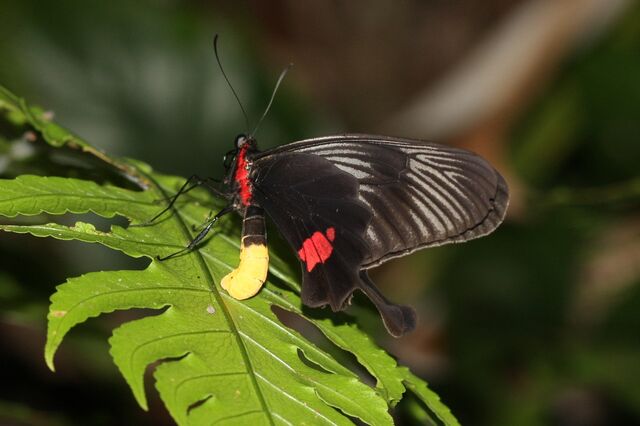 Losaria neptunus neptunus