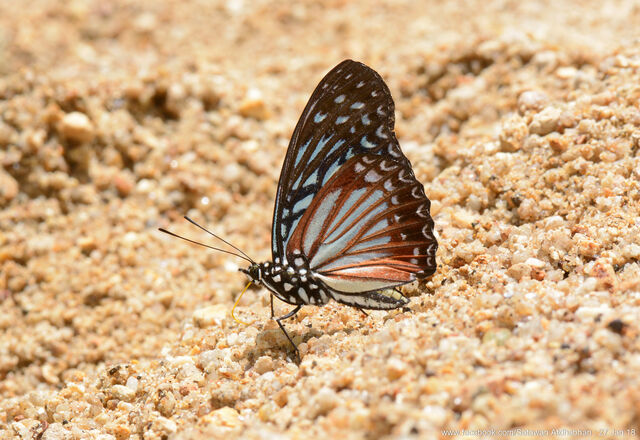 Hestinalis nama ruvanella