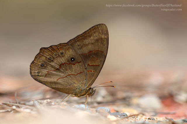 Lethe gulnihal peguana