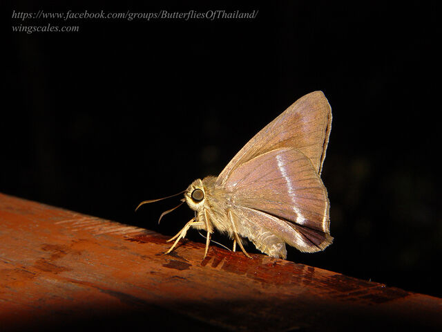 Hasora chromus chromus