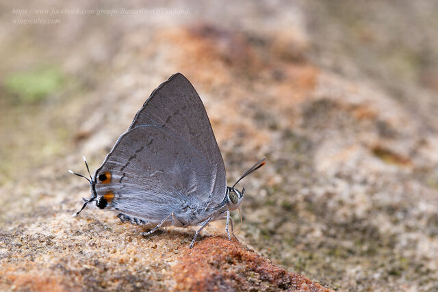 Ancema blanka minturna