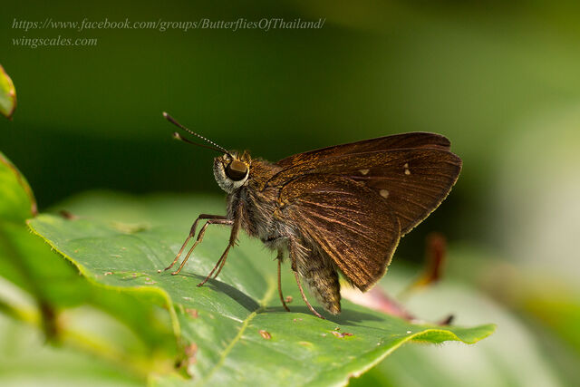 Isma protoclea obscura