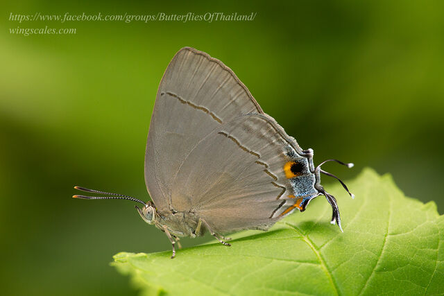 Creon cleobis cleobis