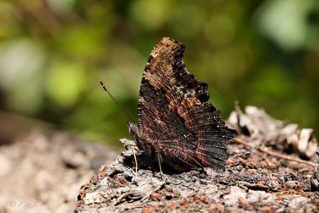 Nymphalis canace canace