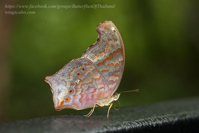 Terinos clarissa militum