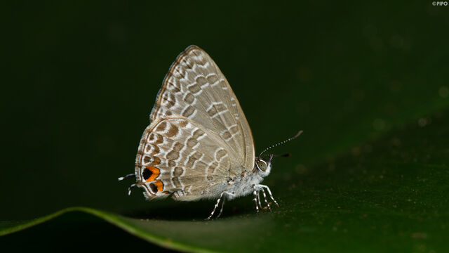 Catopyrops ancyra aberrans