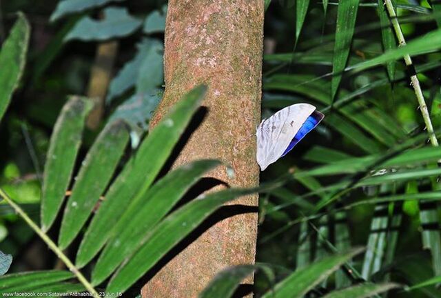 Zeuxidia aurelius aurelius