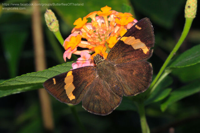 Celaenorrhinus affinis