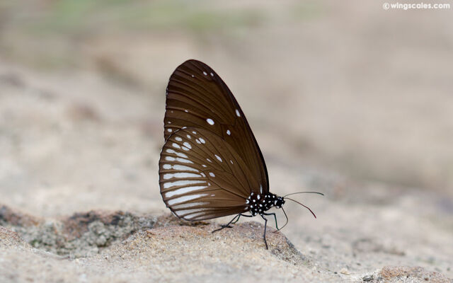 Euploea doubledayi doubledayi