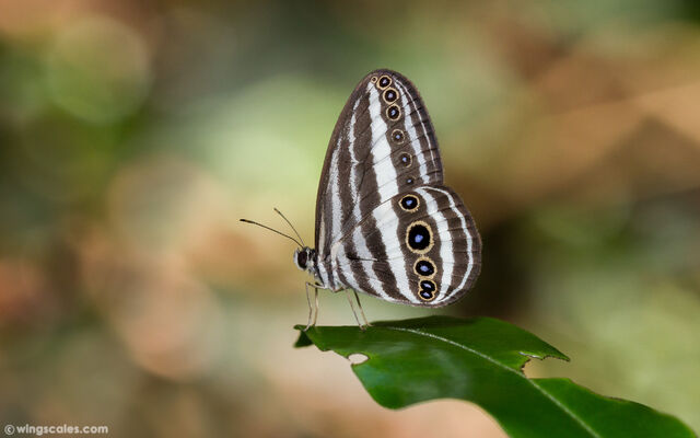 Ragadia critias critias