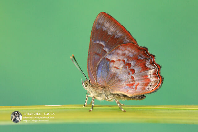 Simiskina phalia potina