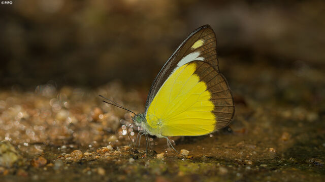 Appias lyncida vasava