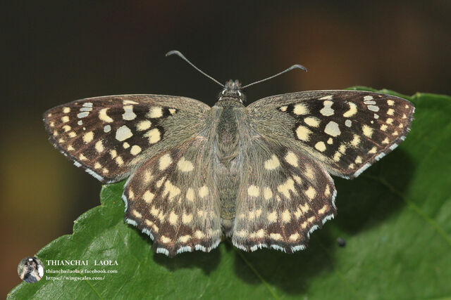 Abaratha agama agama