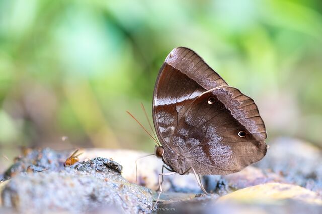 Thaumantis klugius lucipor