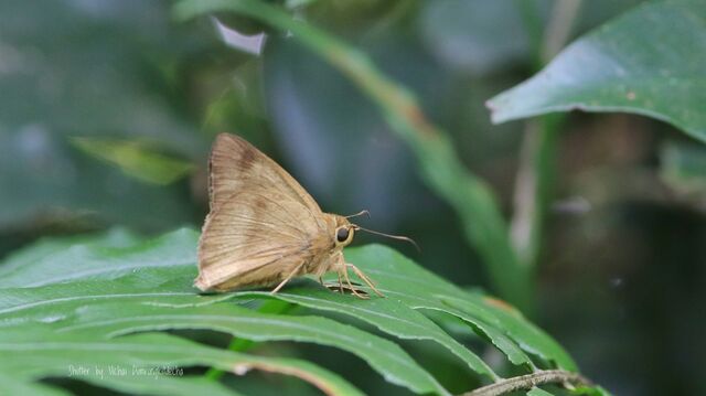 Hasora myra funebris