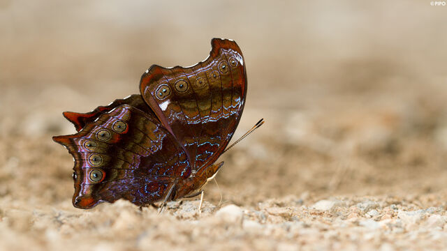 Rhinopalpa polynice eudoxia