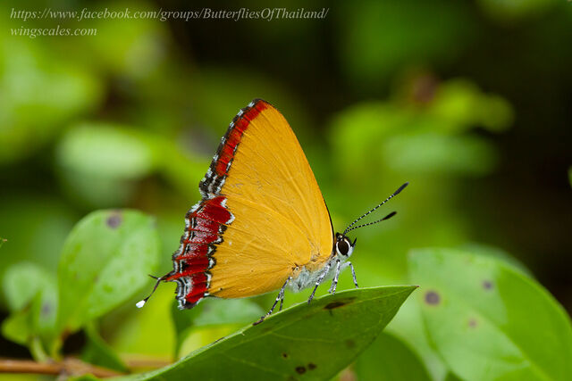Heliophorus ila nolus