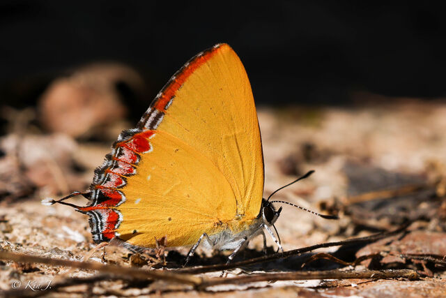 Heliophorus kohimensis elioti
