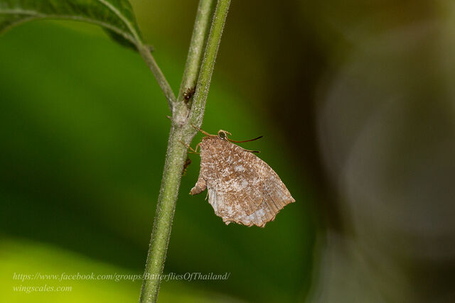 Logania malayica malayica