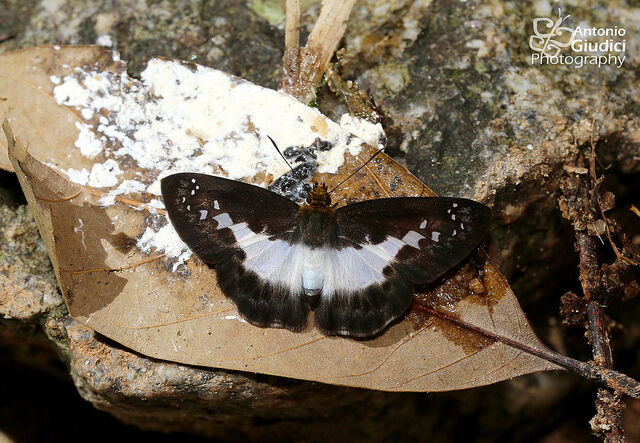 Gerosis sinica narada