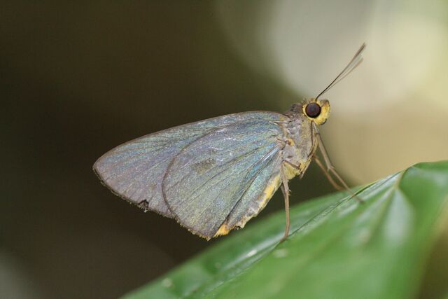 Pirdana distanti distanti