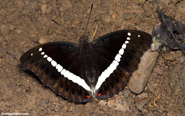 Euthalia monilis monilis