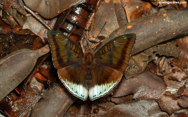 Euthalia phemius phemius