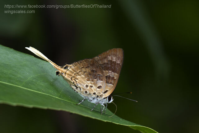 Bindahara phocides phocides