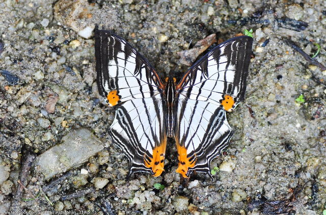 Cyrestis maenalis martini