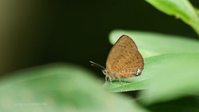 Arhopala antimuta antimuta