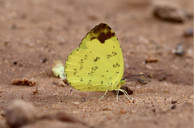 Eurema simulatrix sarinoides