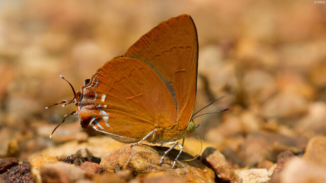 Remelana jangala ravata